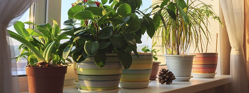 3 Useful Benefits Of Indoor Plants