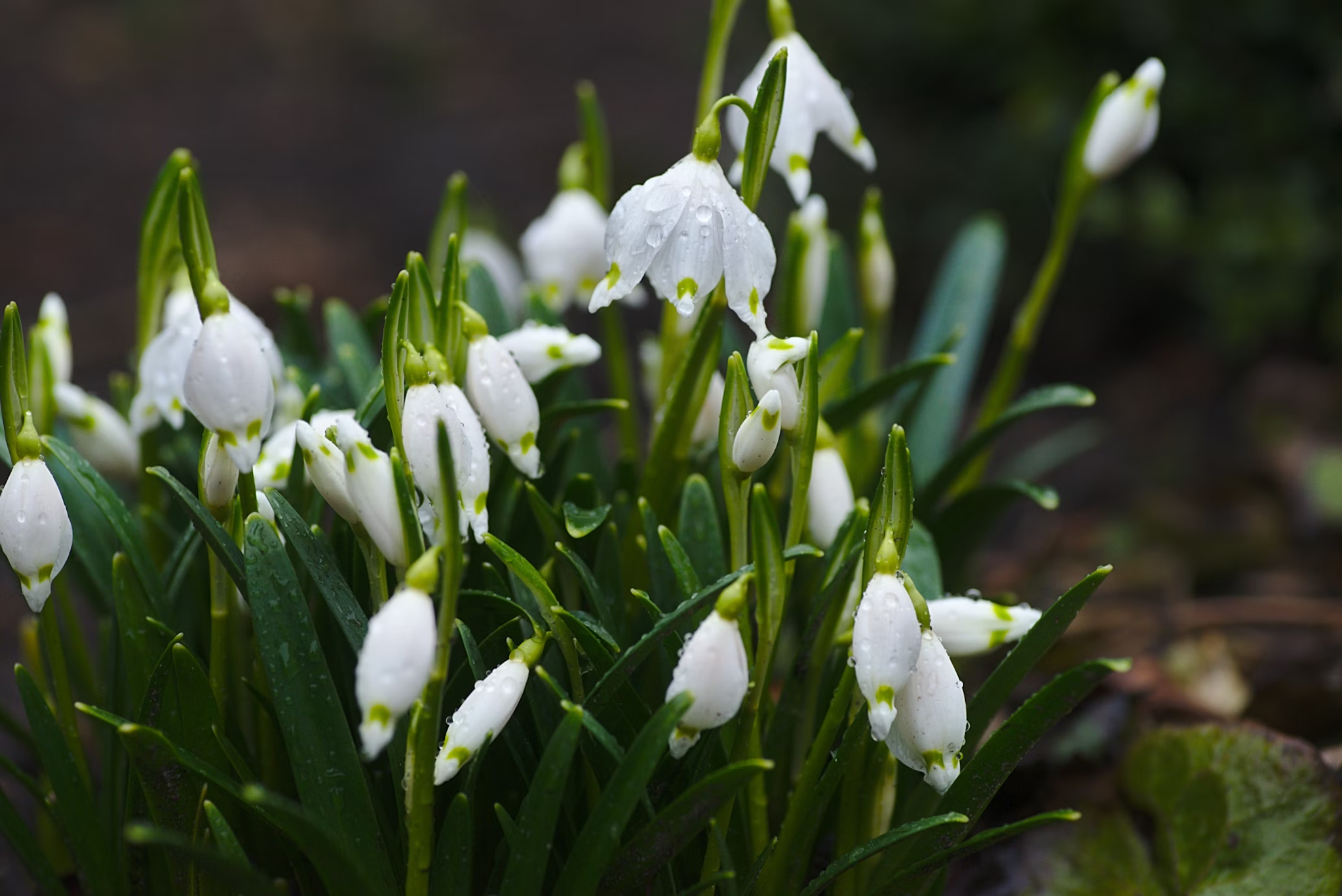 How To Choose The Right Flowers For Your Partner